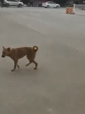 狗狗遇到音乐就跳舞,身子上下摆动,劲爆感十足!