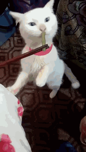 280_494竖版 竖屏gif 动态图 动图