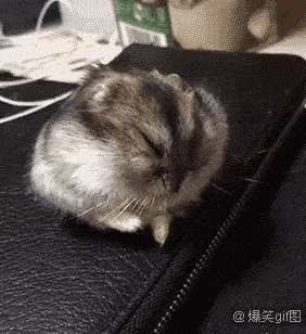 282_308gif 动态图 动图