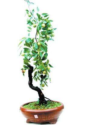 枣树盆景如何制作 制作枣树盆景的方法