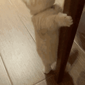 还有更厉害的杀手锏 抱桌腿撒娇 让人根本拒绝不了～ ▼