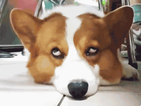 290_218gif 动态图 动图