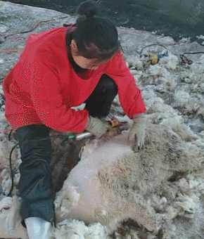 羊|剃毛|羊毛_新浪新闻