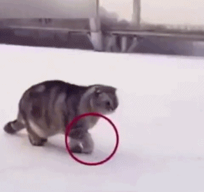 就你这胆子,还当狮子