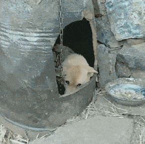 农村主人给土狗做了一个狗窝,网友看了纷纷点赞!