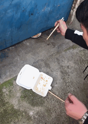 瘦小的猫咪被锁家中无人管,木工小哥每天从门缝中喂饭,心真好!