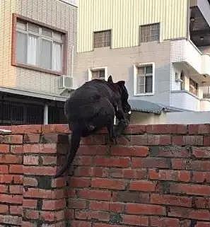 十岁老狗体力超好,全归功于它爱爬墙的癖好!