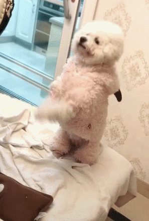 狗子卖力朝主人拜拜,结果只剩一点汤,狗子瞬间变脸:我白忙活了