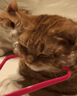 短腿猫姐妹日常生活超讲究,做脸美容一样都不能少