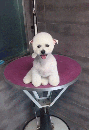 比熊剃掉留了3年的假耳毛耳朵粉萌又很q小精灵的既视感