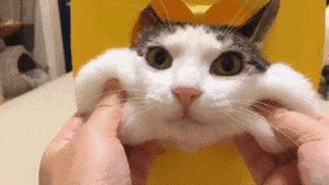 随时随地想吸就吸就是拥有一只自己的猫主子对于吸猫综合症最好的疗法