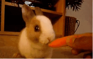 网友喂兔子吃饭被哈士奇看到了后来这货居然就经常偷偷地做这事