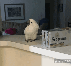 喵星人gif图 : 一只被猫震惊了的鹦鹉,我的天,这么厉害的吗