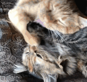 这对猫咪超级恩爱,卿卿我我旁若无人铲屎官都吃醋!