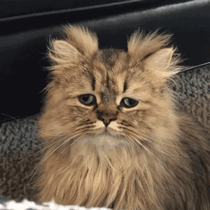 这就是你每天起床后的状态,一毛一样!所以,这是什么品种的猪?