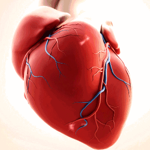 摸准它的生物钟，心脏才不跟你“闹脾气”|冠心病|心绞痛|心脏_新浪新闻