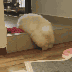 300_300gif 动态图 动图