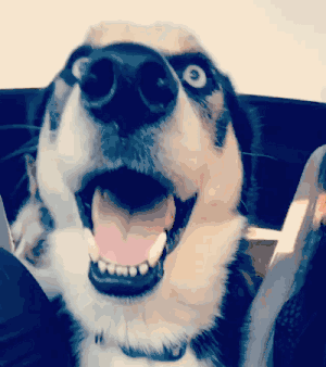 300_338gif 动态图 动图