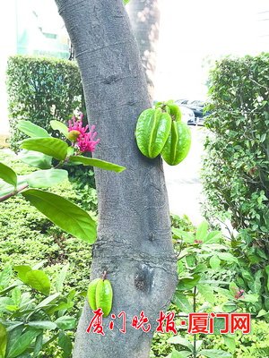 杨桃长在树干上且硕果累累 市民惊奇专家称正常