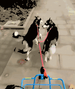 如果遇到不正经的狗子, 那到底是人遛狗还是狗遛人就说不定了.