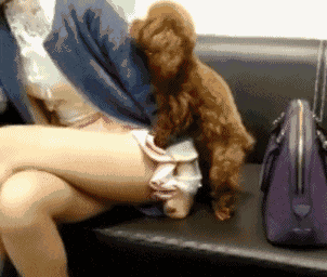 2018狗年,"犬系老公"大分类,你更喜欢哪一类?