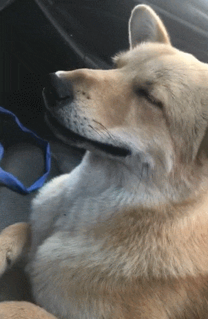 土狗晕车难受到不行, 当发现主人看它时, 哇! 最后一下真的很治愈