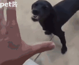 305_250gif 动态图 动图