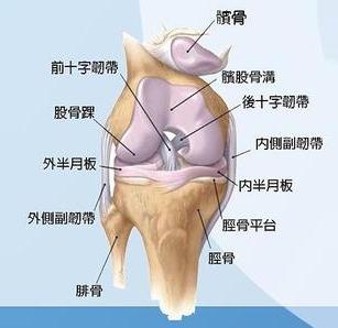 内侧半月板后角位置图片