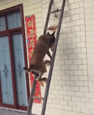 狗狗过年爬楼梯到顶部,非常顺溜,主人拍手叫好