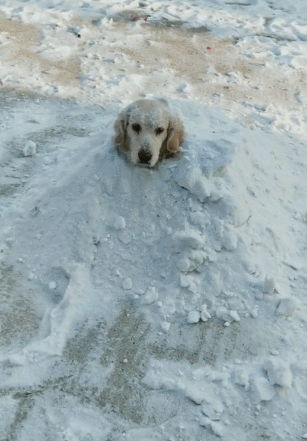 狗狗被主人埋雪堆里,满脸生无可恋,露头像个狗雪坟!