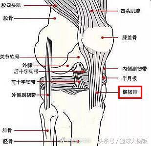 正文  据悉,髌骨韧带完全撕裂是一种能致残的严重伤病,通常需要手术