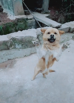 小主人多年没回家,再次遇见狗狗时,狗狗摇尾欢迎!