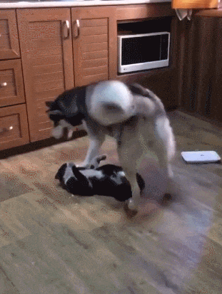 311_413竖版 竖屏gif 动态图 动图