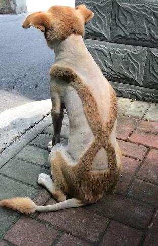 狗狗剃毛又出新高度,非常值得看的一篇文章