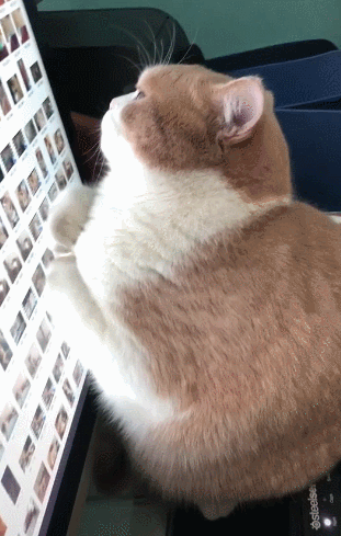 胖猫呆呆的看着自己小时候照片,一脸沉思!