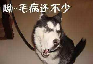 搞笑段子笑话:昨天带我家傻狗出去遛弯,玩了一会回家了