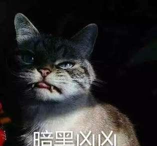猫咪超凶表情包