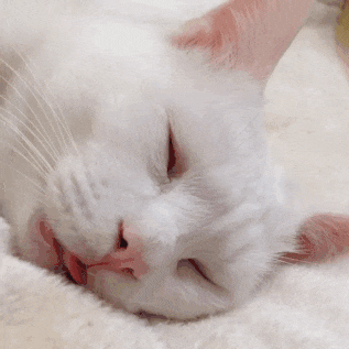 闭上眼睛巨丑无比, 睁开眼睛却媲美星辰! 你相信这是同一只猫不?