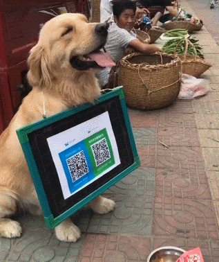 狗狗没钱吃饭,上街给路人扫一扫,金毛:收获满满!