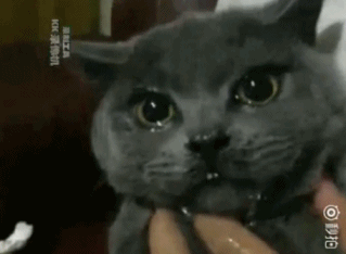 乌龟吃辣椒,被辣到场面失控,翻白眼,猫咪哗哗流泪,笑死哥了!