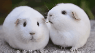 天竺鼠抢食物失败惊呆,无辜表情我仿佛看到了眼泪!