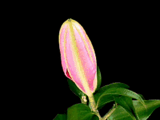 然而驻马店最近一段时间天气又变冷了,不知今年的梅花是否已经盛开?