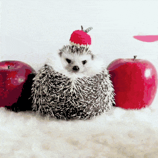 可爱程度堪比泡芙小刺猬azuki长得也太犯规了吧