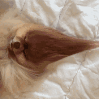 320_320gif 动态图 动图