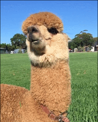 澳大利亚一小哥的宠物是有点萌有点酷的羊驼