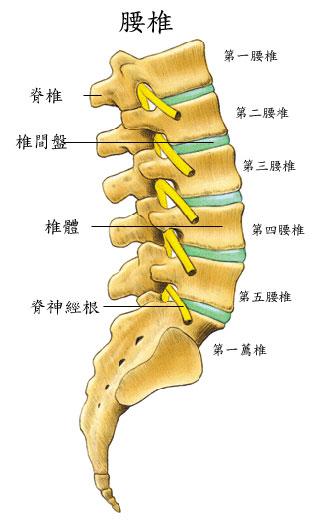 腰椎l5s1是哪个部位图片