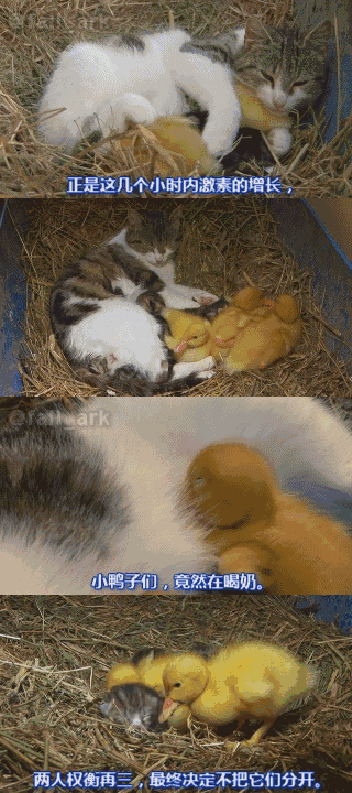 320_720竖版 竖屏gif 动态图 动图