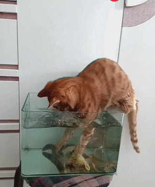 321_386gif 动态图 动图