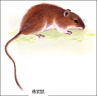 中国常见的4种老鼠,你都见过吗?|老鼠|褐家鼠|小家鼠|屋顶|黄胸鼠_新浪新闻