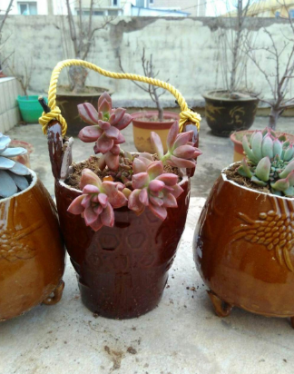 家里的酒坛子,醋坛子别再扔了,摇身一变成了漂亮的花盆